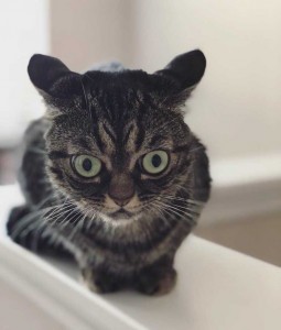 Create meme: the owner, found tabby cat, cat