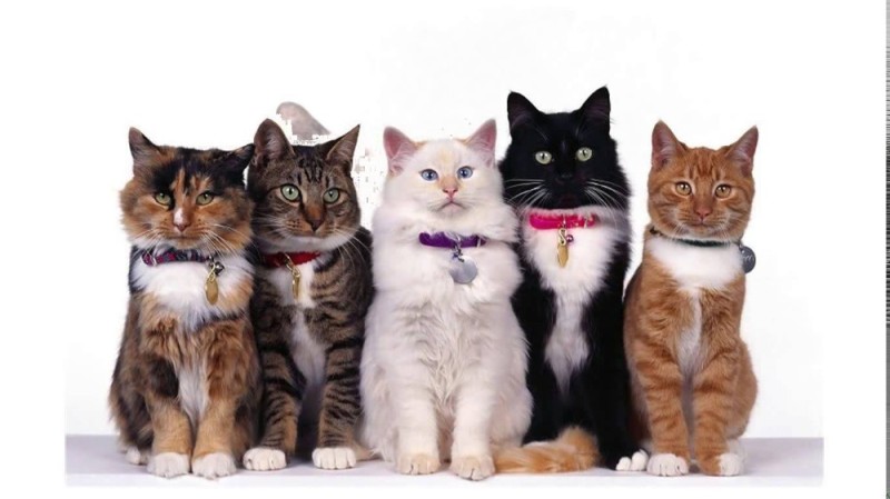 Создать мем: кошка, кошка кошка, коты разных пород