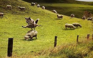 Создать мем: стадо и волк, волк прыгает через овцу, стадо овец