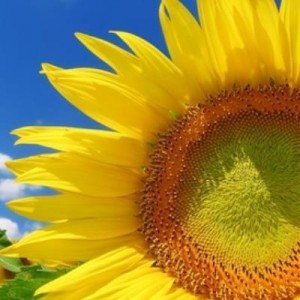Создать мем: flowers, семена подсолнечника, sun flower
