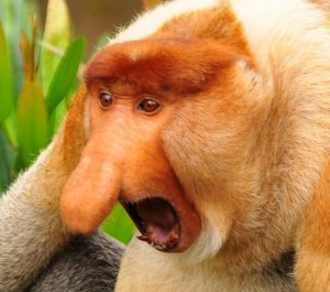 Create meme: A proboscis monkey