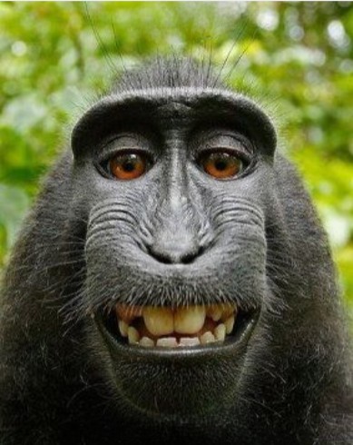 Создать мем: селфи обезьяны, довольная обезьяна, смешные морды животных