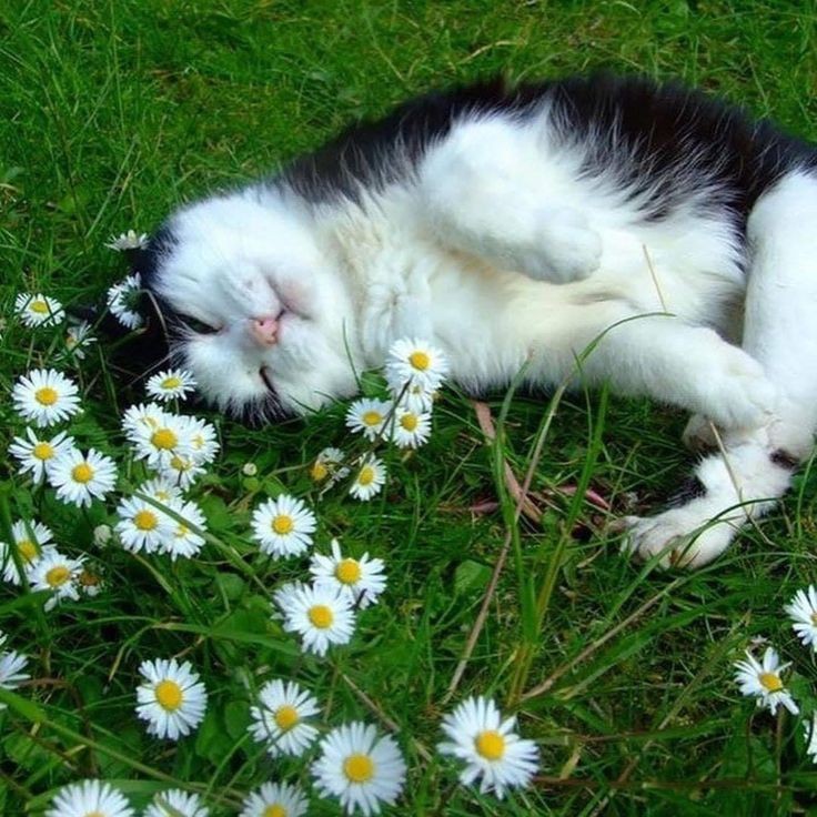 Create meme: cat in daisies, a white cat in the grass, cat with chamomile