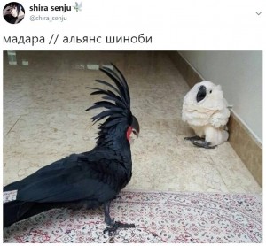 Создать мем: черный попугай порода, черный какаду и белый какаду мем, пальмовый черный, или аравидный какаду