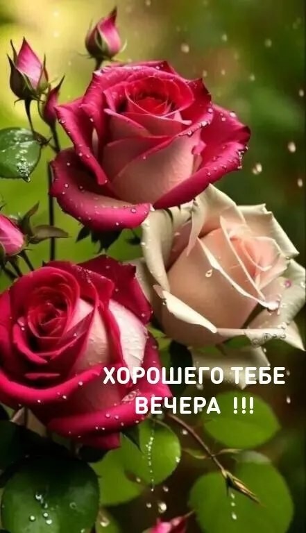 Create meme: beautiful flowers, Have a good evening, good evening 