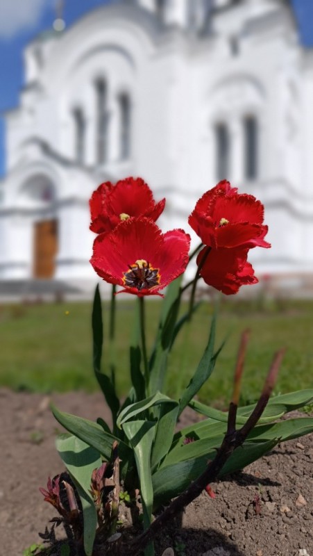 Создать мем: цветущие тюльпаны, природа, храм на крови с тюльпанами