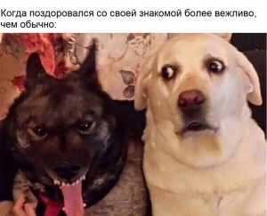 Создать мем: funny animal, приколы с животными, tumblr funny dog