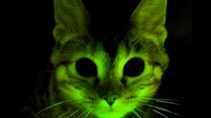 Create meme: glowing cats, the cat glows green, glowing cats pictures
