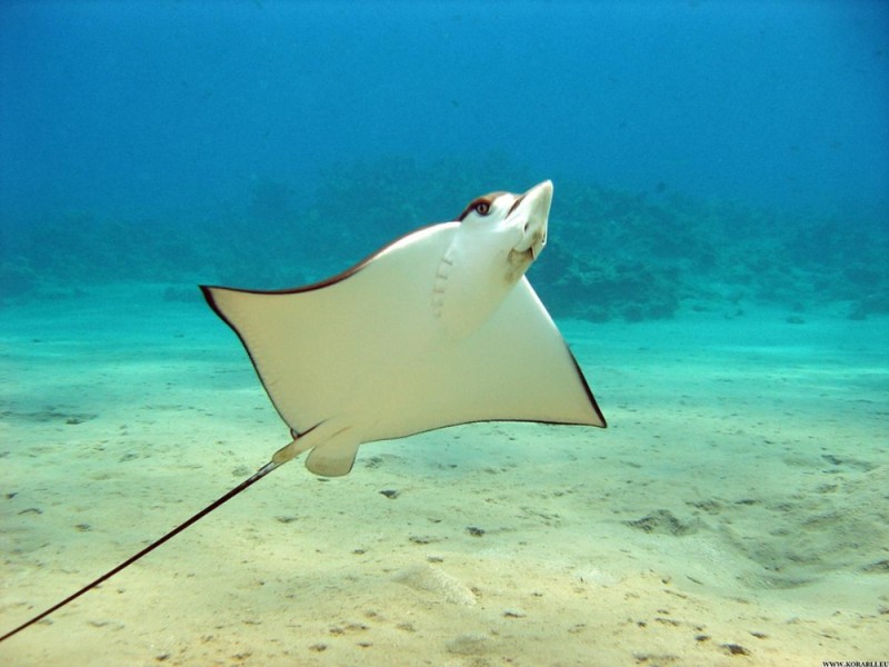 Create meme: spotted eagle stingray, fish stingray, the sea ramp