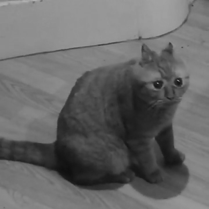Create meme: meme cat , British shorthair cat, kotik kringe