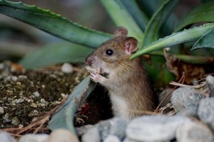 Создать мем: маленькая мышка, мышь обыкновенная, про мышей