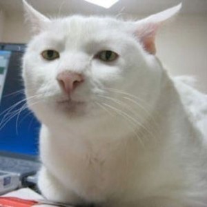 Создать мем: serious cat, серьезный кот мем, я серьезный кот аватарка