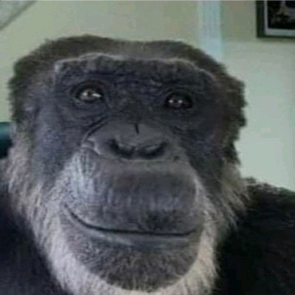 Создать мем: шимпанзе мем, ладно обезьяна, мем горилла