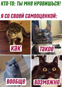 Создать мем: кошка, кот мем, сильный кот мем