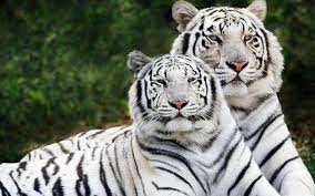 Создать мем: белый бенгальский тигр, тигр бенгальский, белый тигр животное россия