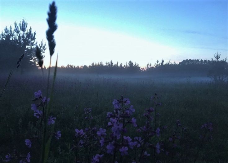 Create meme: fog forest, night landscape, nature nature