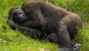 Создать мем: горилла, спящая обезьяна, горилла большая