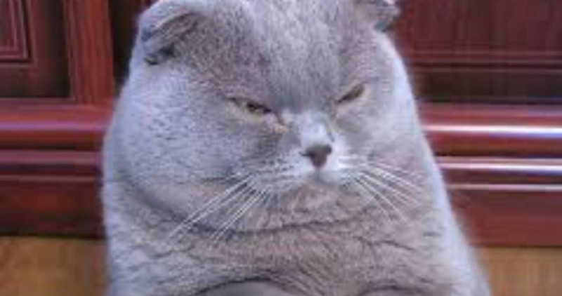 Создать мем: недовольный шотландский кот, вислоухий британец, британский вислоухий кот