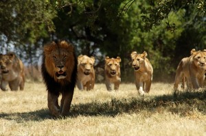 Create meme: GIF a pack of lions, lion pride, the lion's pack photo