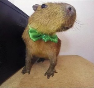 Create meme: a pet capybara, capybaras