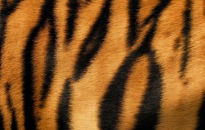 Создать мем: тигровый фон, полосатая текстура, тигр текстура