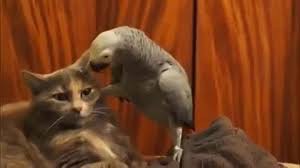 Create meme: cat, talking parrot, cat and parrot