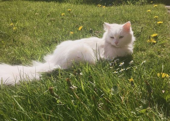 Создать мем: турецкая ангора кошка, белая пушистая кошка, кошечка белая