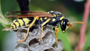 Create meme: the hornet's nest, insect, honey bee