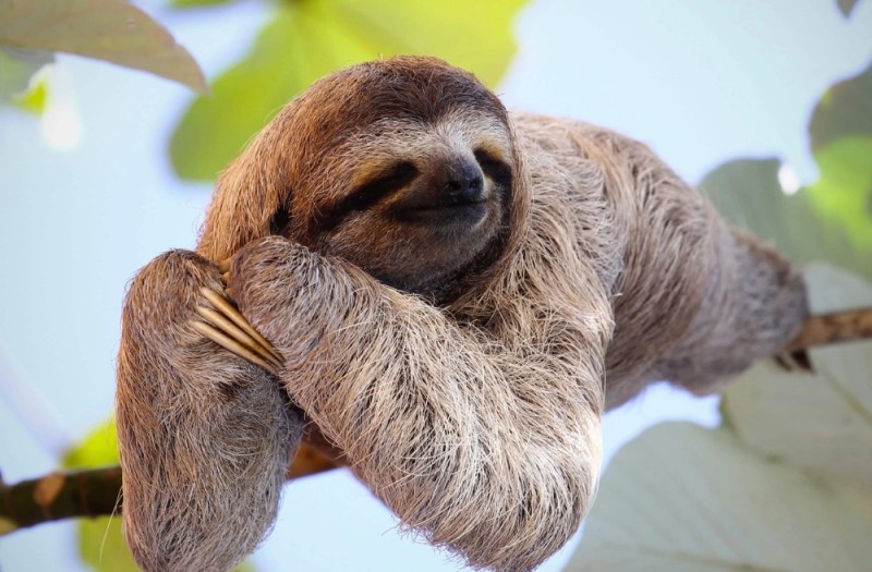 Create meme: sloth on a tree, cute sloth, three - toed sloth