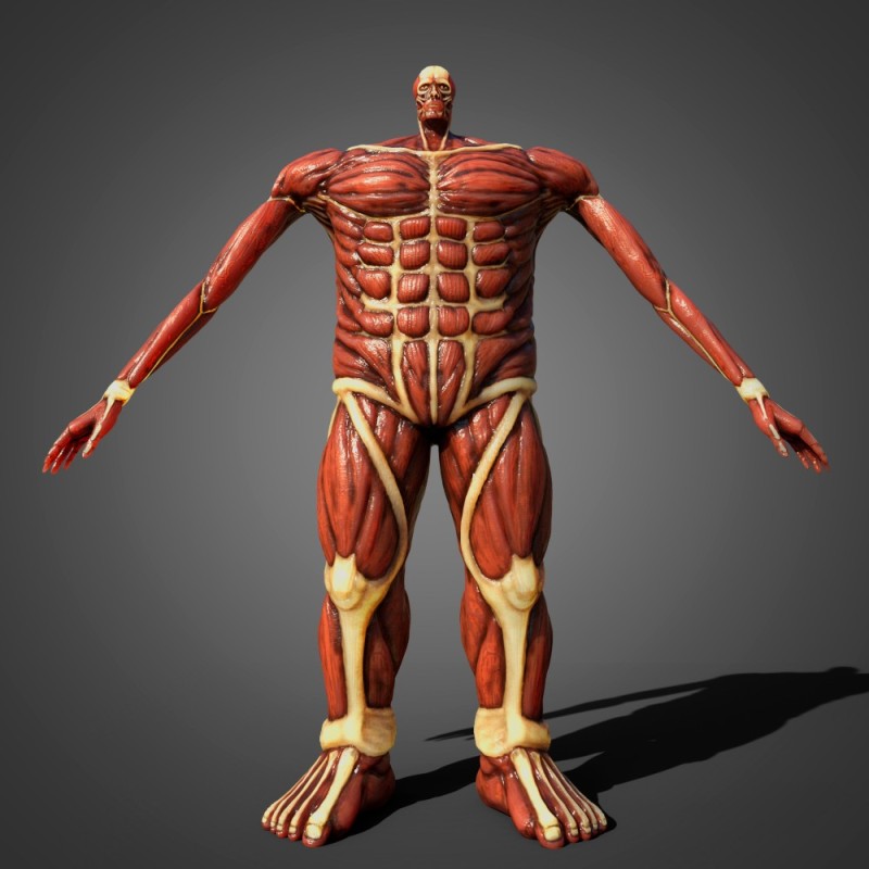 Создать мем: мышцы, анатомия мышц, атака титанов колосаль титан 3д
