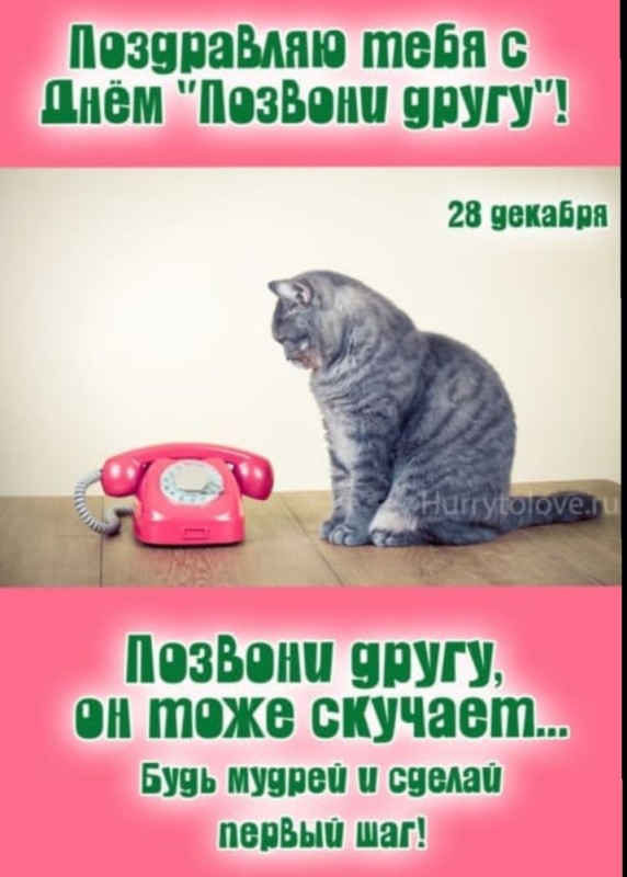 Создать мем: кот с телефоном, котик с телефоном, позвони мне