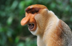 Create meme: kahau, a proboscis monkey, the long-nosed monkey
