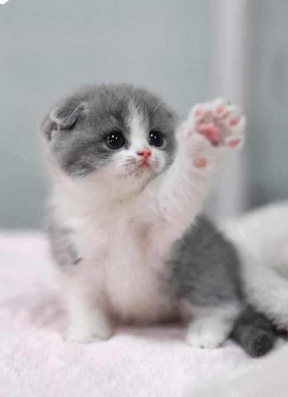 Create meme: cute little cute cats, cute little cats, cute little kittens