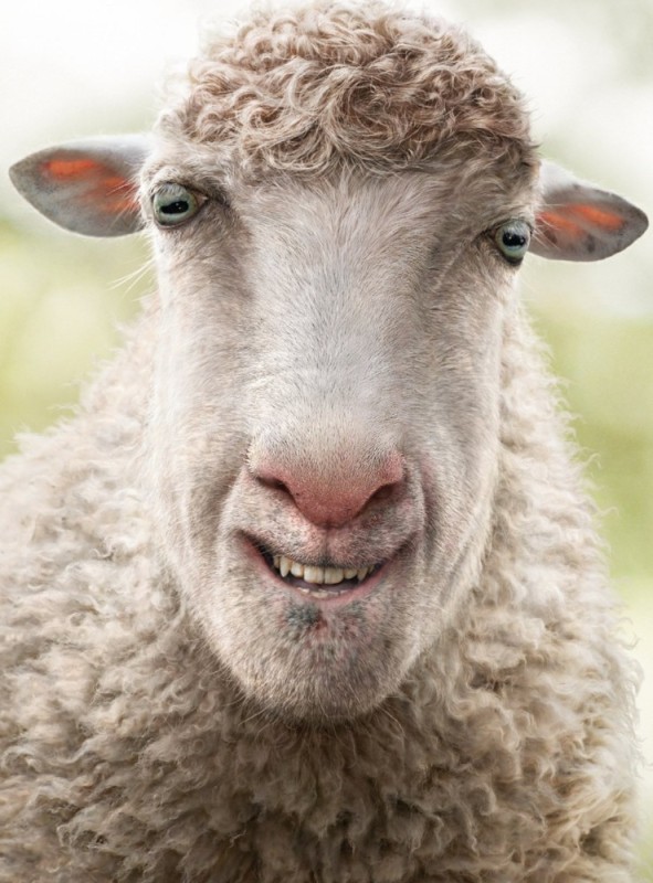 Создать мем: барашек смешной, морда овцы, баран овца