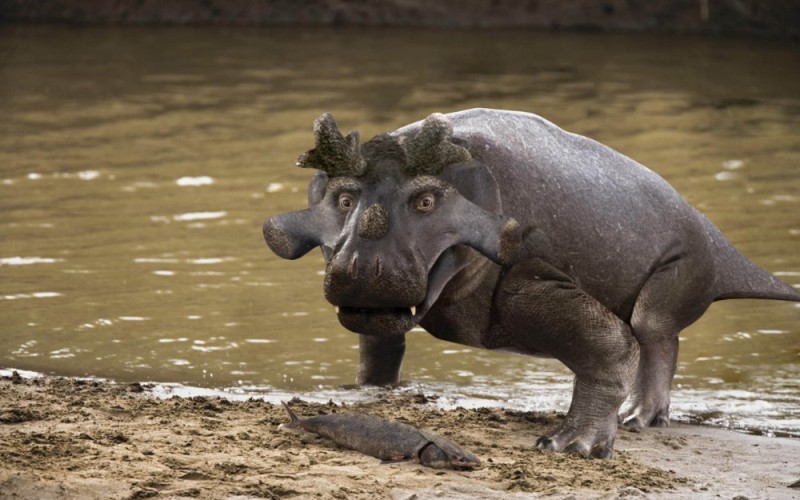 Create meme: The Nile behemoth, hippopotamus hippopotamus, common Hippo