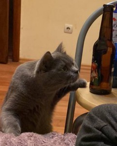 Create meme: the cat is an alcoholic, drinking cat, cat with vodka