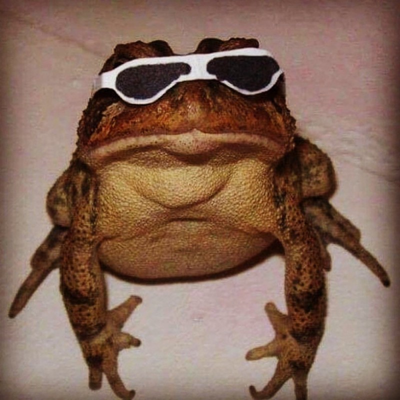 Создать мем: лягушка жаба, жаба, смешные лягушки