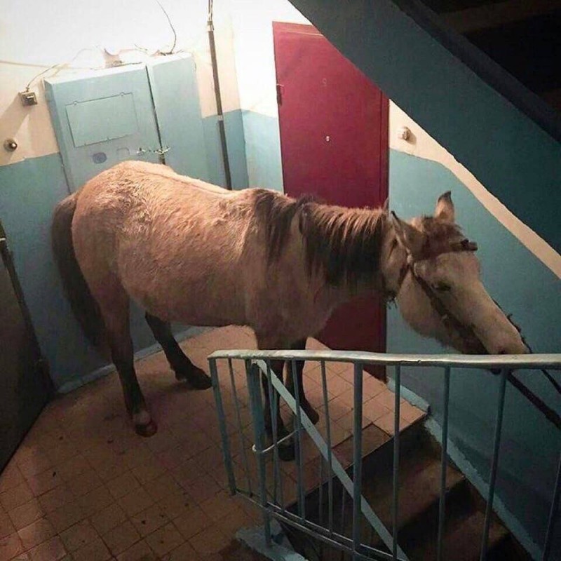 Create meme: because the horse, horse , horse in the apartment
