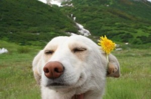 Создать мем: счастливый щенок, dog, happy dog