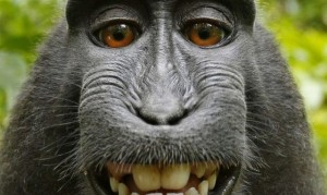 Создать мем: улыбающаяся обезьяна, бешеная обезьяна, макака