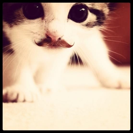 Create meme: cat with a mustache, cat , cat 