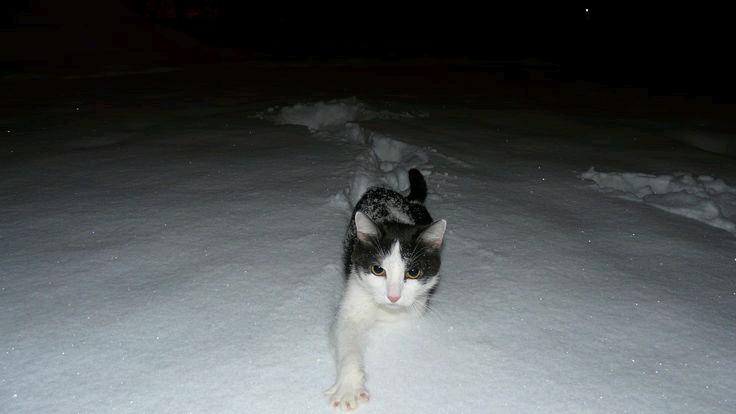 Create meme: cat in a snowdrift night, cat cat, cat snow