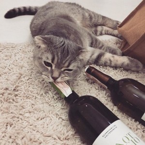Создать мем: выходной, кот и вино фото, котик с винишком