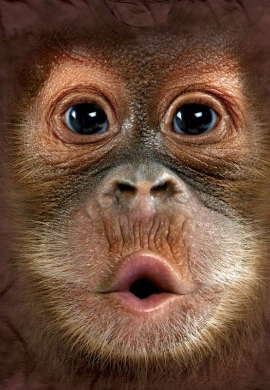 Create meme: muzzle monkeys, animals funny, monkey 