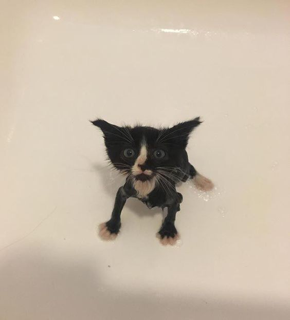 Create meme: wet black cat, wet cat , wet cat