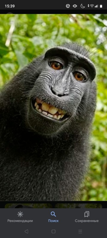 Create meme: sirapuka macaque, monkey , muzzle monkeys