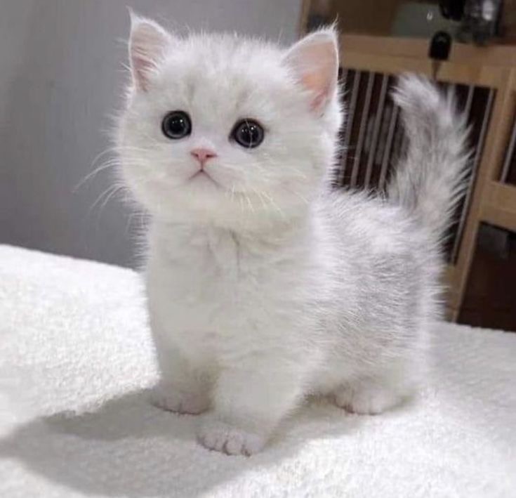 Create meme: silver chinchilla kitten, British chinchilla color point NS1133, silver chinchilla british