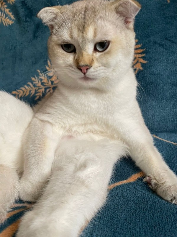 Create meme: the scottish cat, straight cats, Scottish fold 
