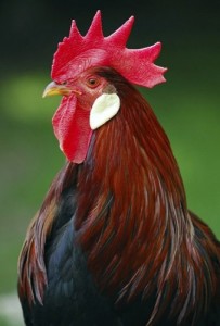 Create meme: chicken, cockerel, rooster