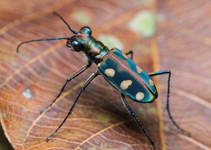 Создать мем: тигровый жук, cicindela chinensis japonica, cicindela gracilis